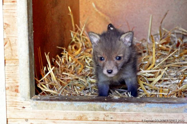 Pia und die wilden Tiere