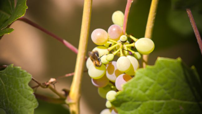 Wein Sommergarten